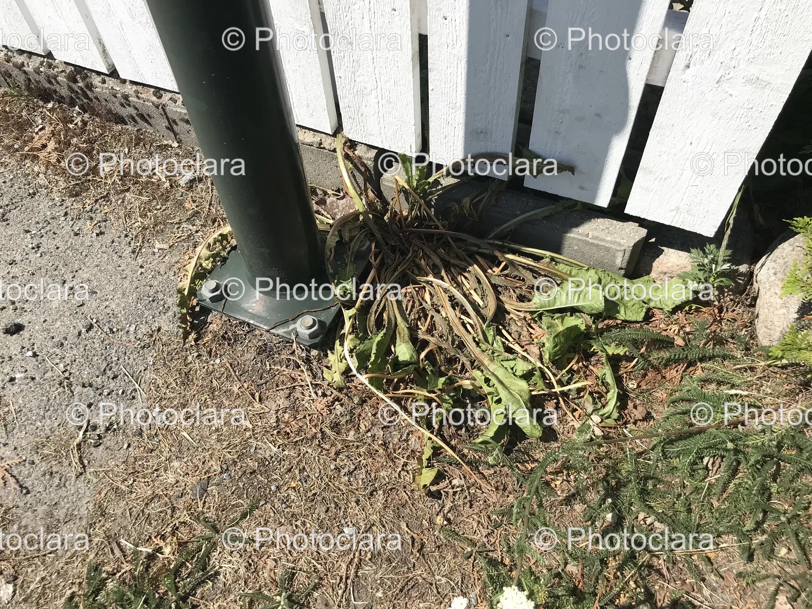 Pole-with-Weeds-in-a-Yard.jpg