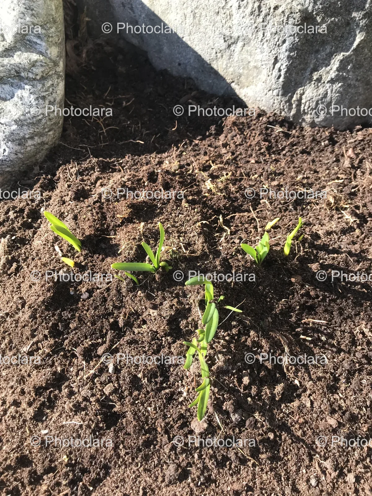 small-plants-growing-in-dirt.jpg