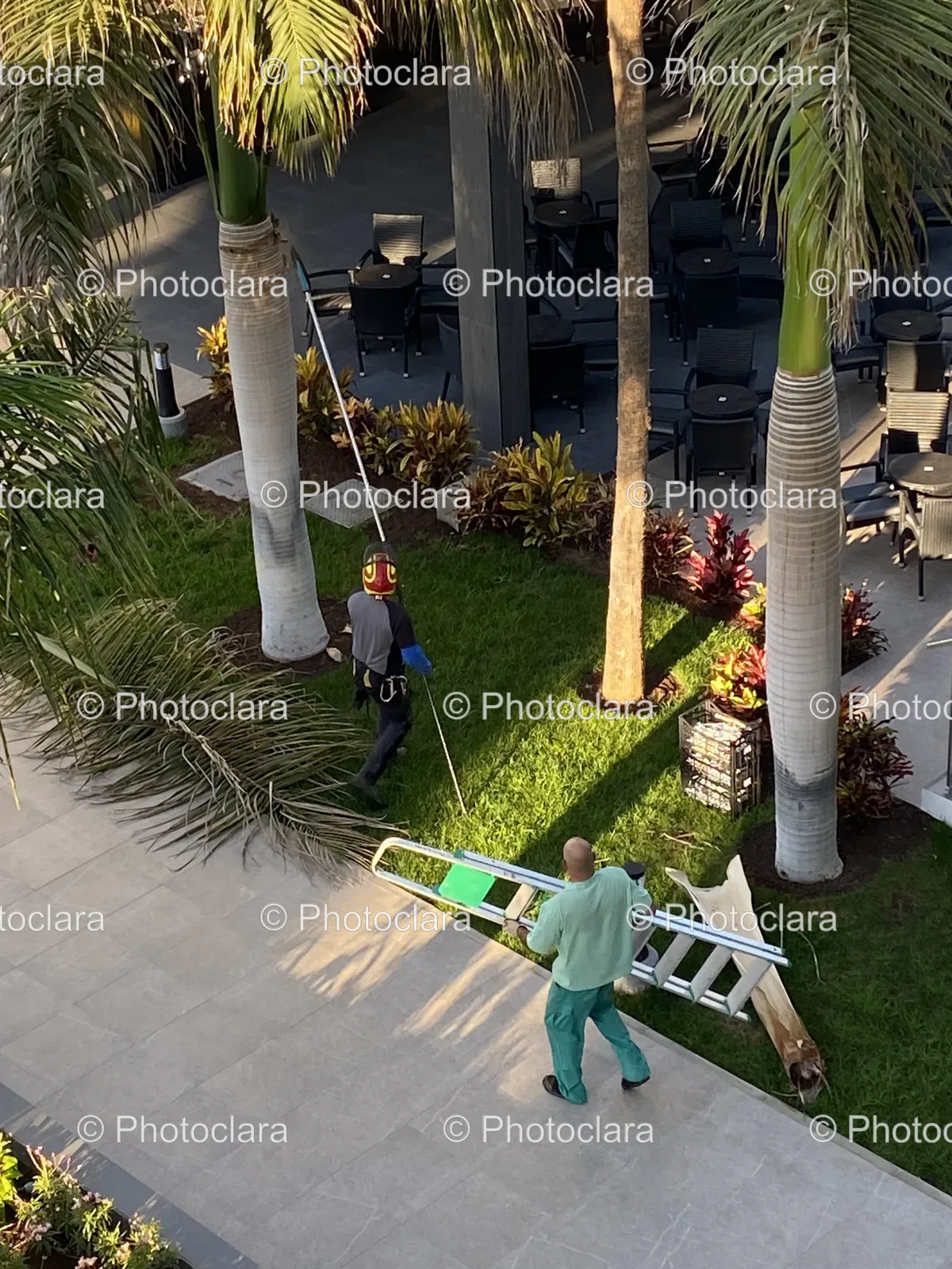yardwork-featuring-ladder-and-palm-tree.jpg