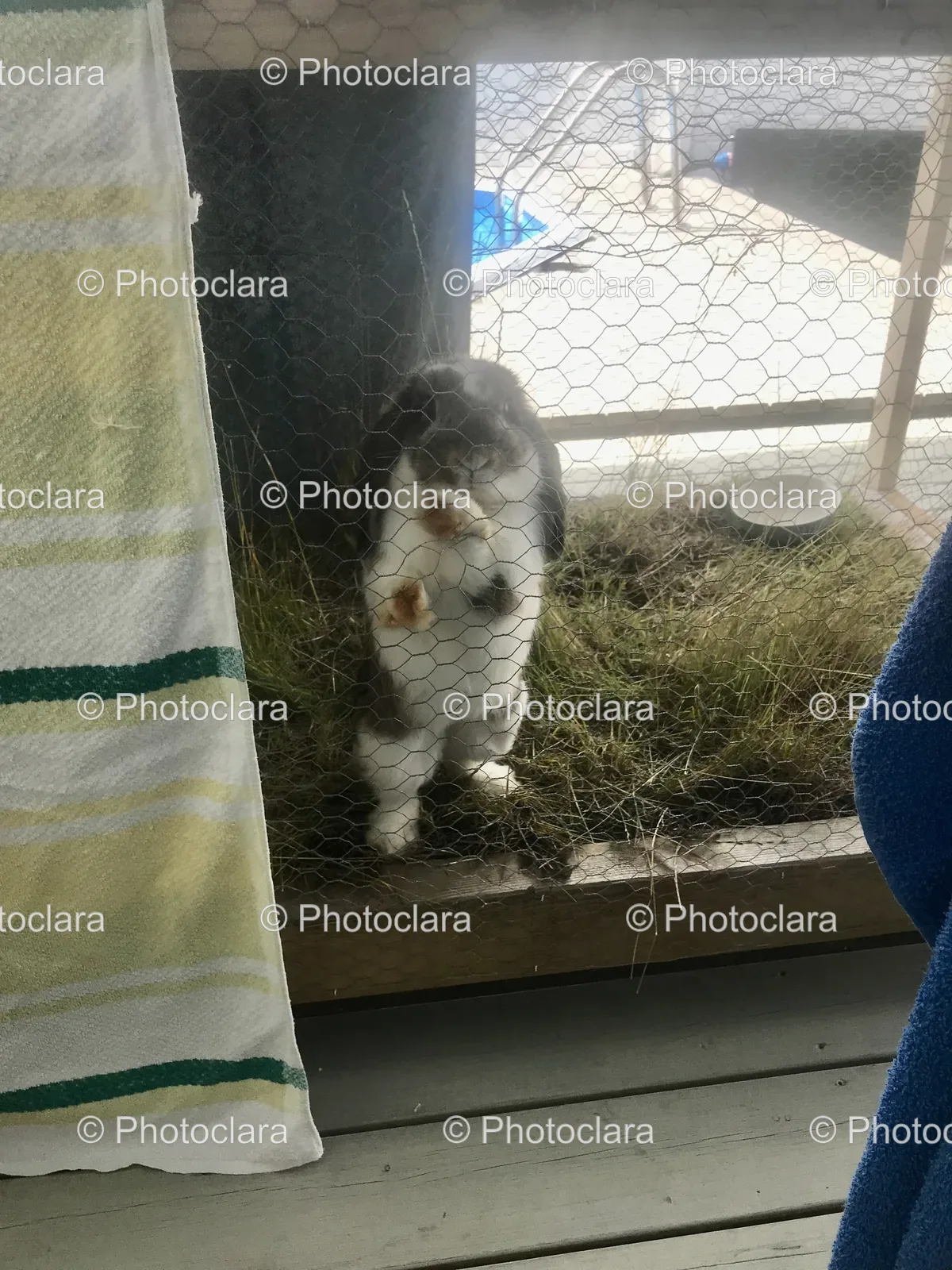 cat-behind-fence-on-grass.jpg