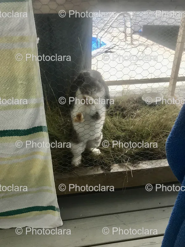 Outdoor Pets