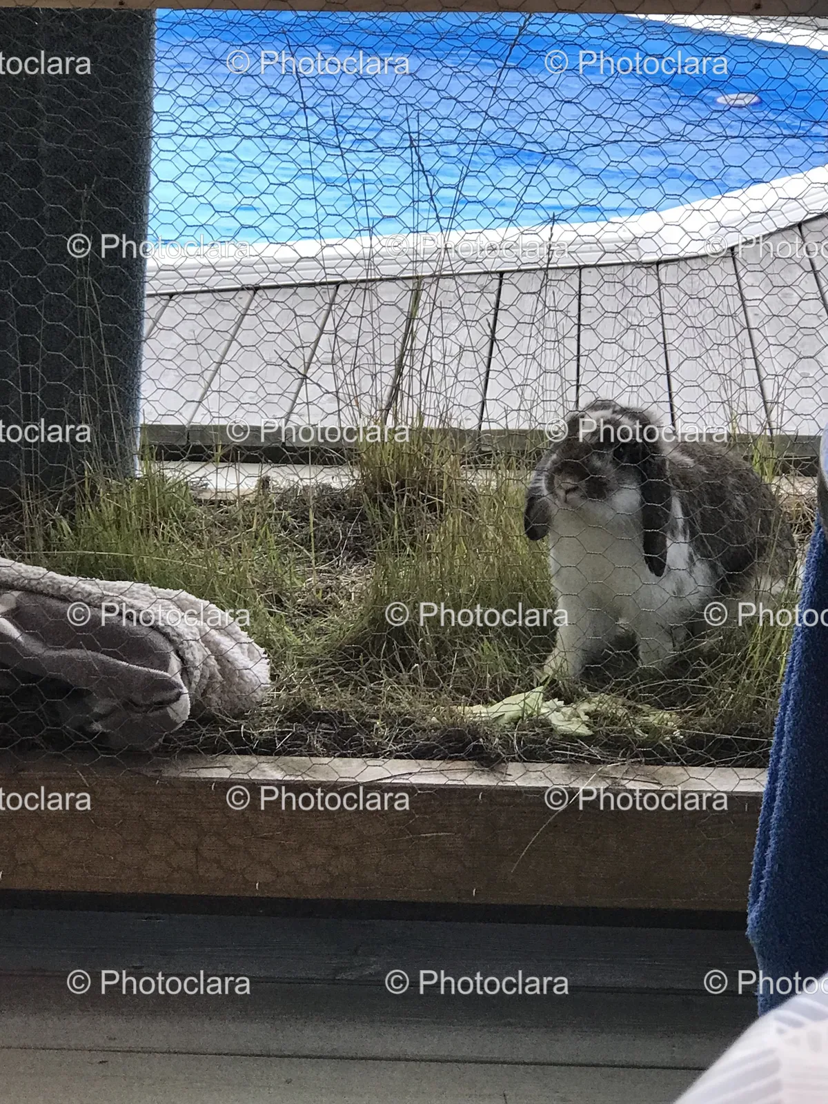 rabbit-in-a-cage-outdoor.jpg