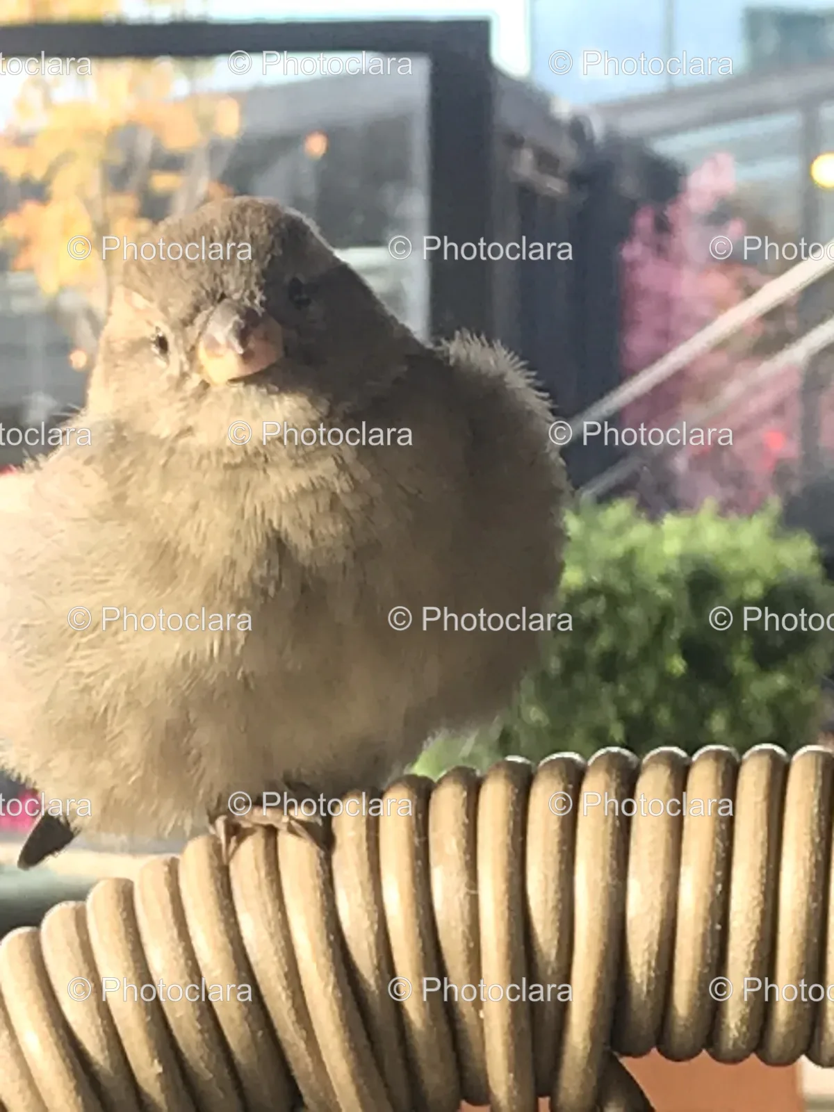 Bird-Perched-on-Garden-Chair.jpg