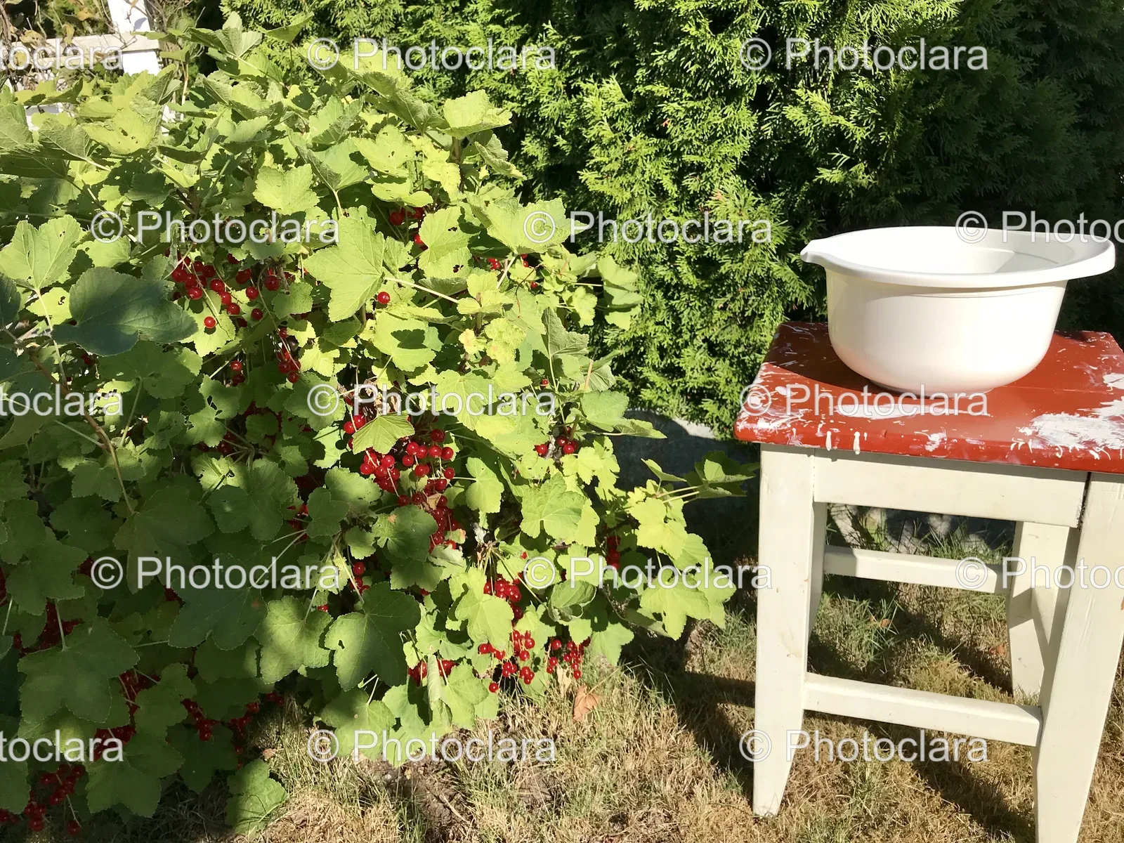 white-bowl-on-outdoor-table-next-to-bush.jpg