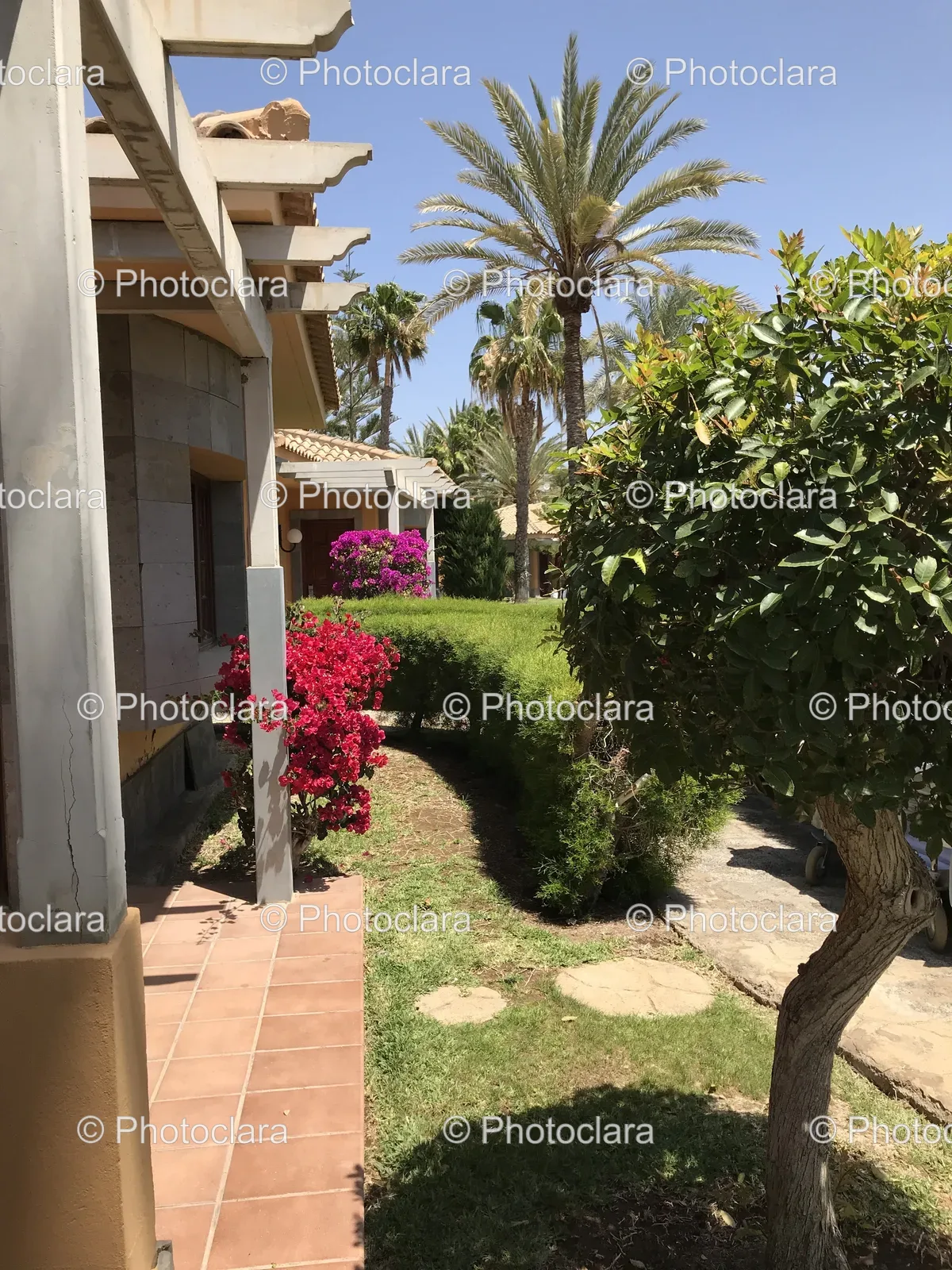 house-with-palm-trees-and-bushes.jpg