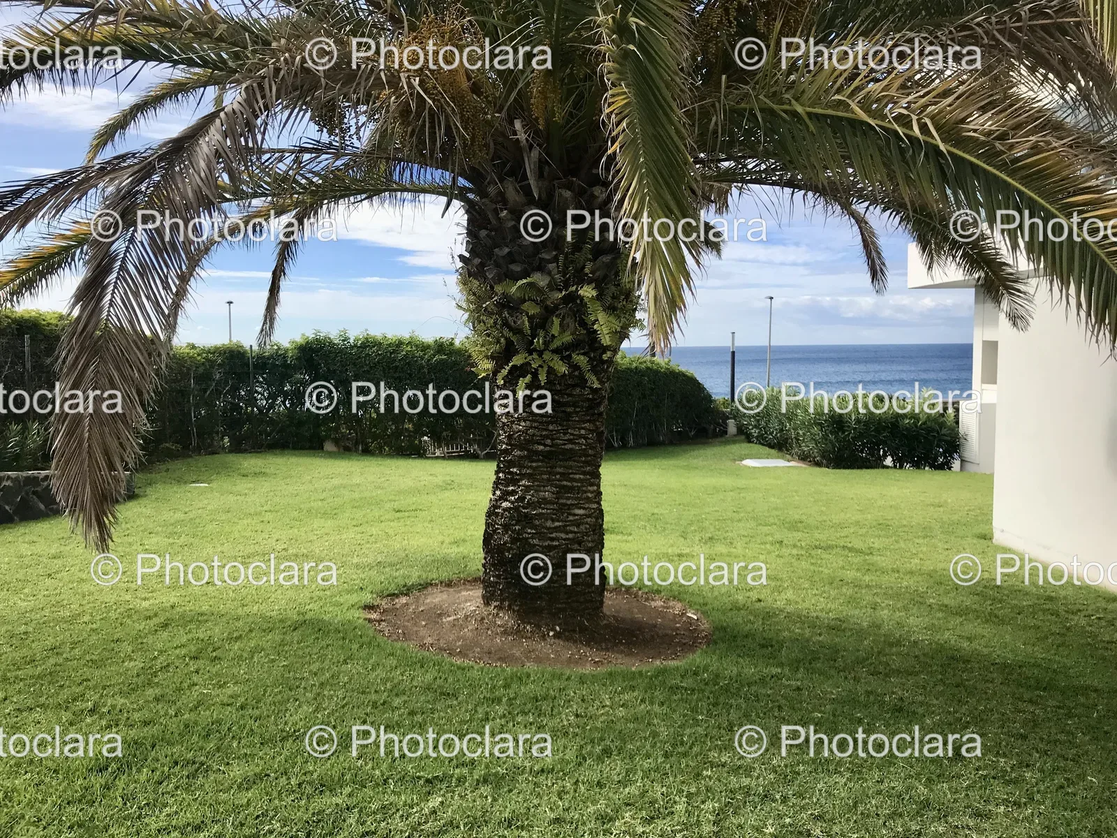 Palm-Tree-in-a-Yard.jpg