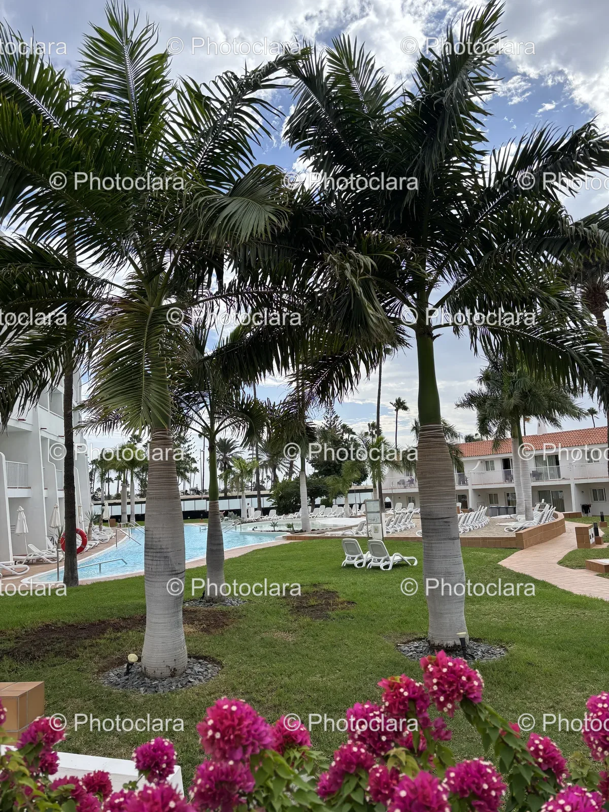 Palm-Trees-by-the-Poolside.jpg