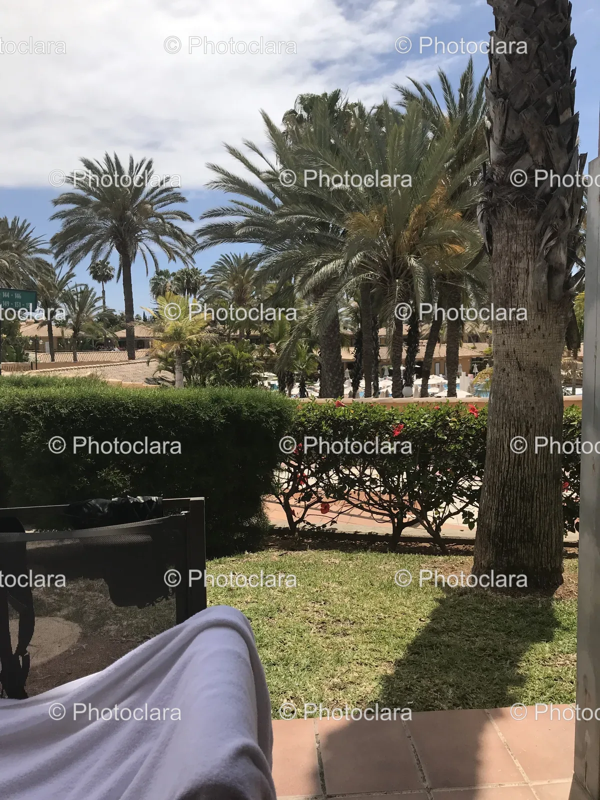 Relaxing-Palm-Shaded-Yard.jpg