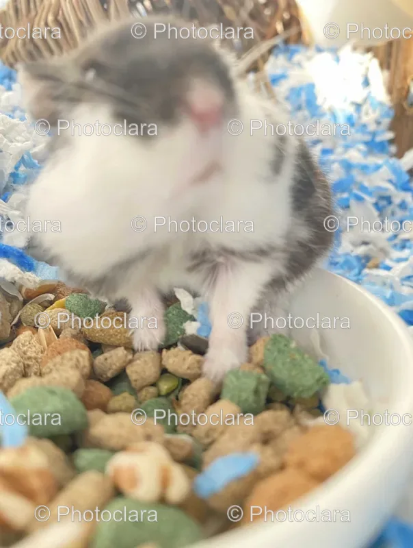 Pet Supplies and Food