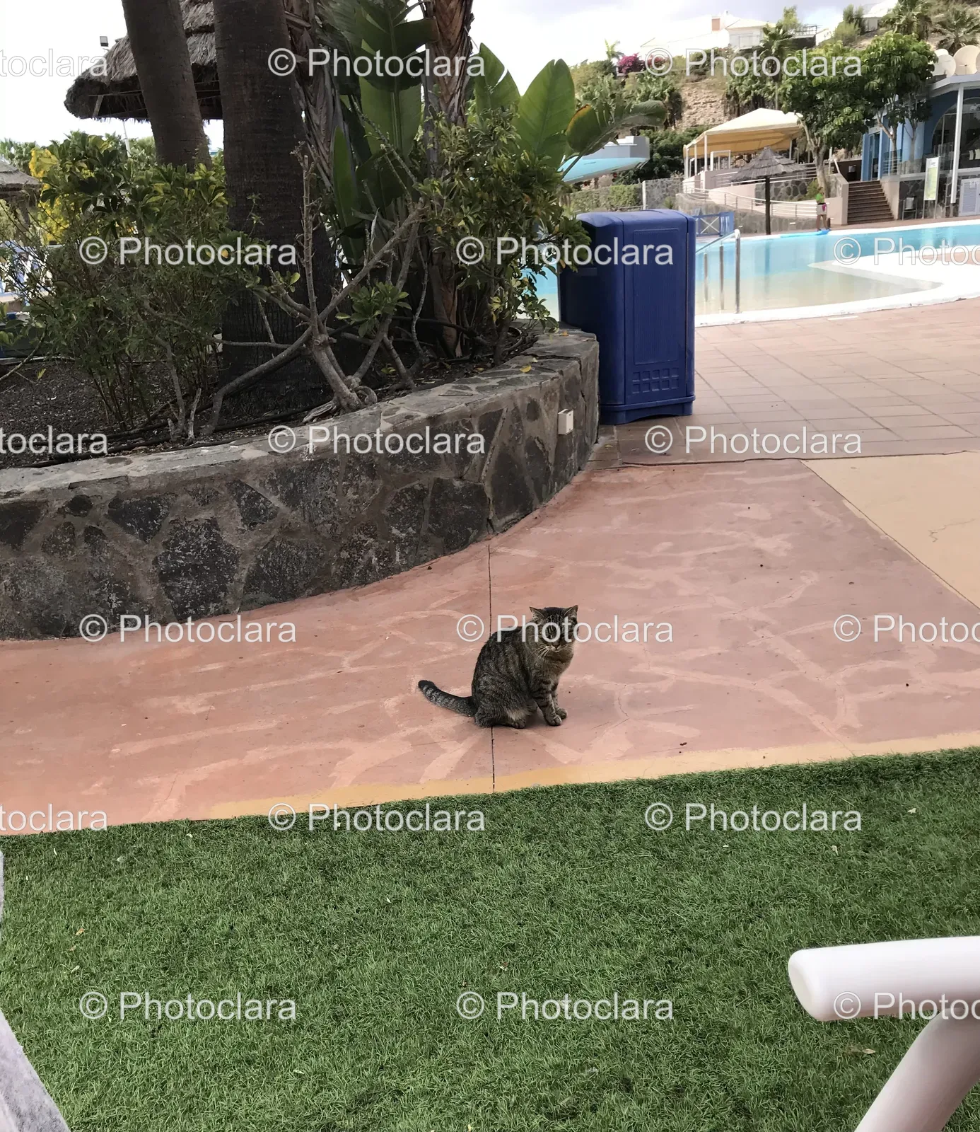 cat-relaxing-by-the-pool.jpg