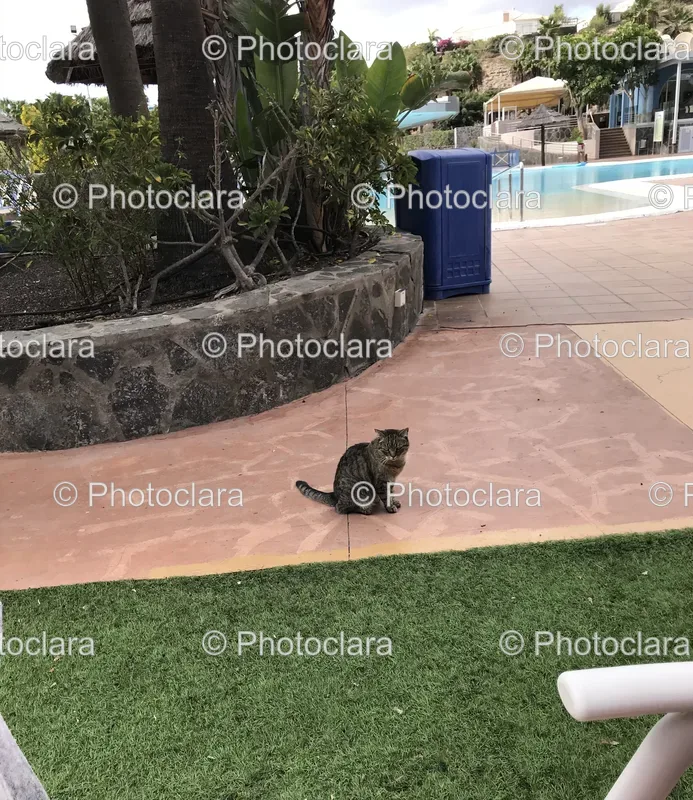 Pools and Patios
