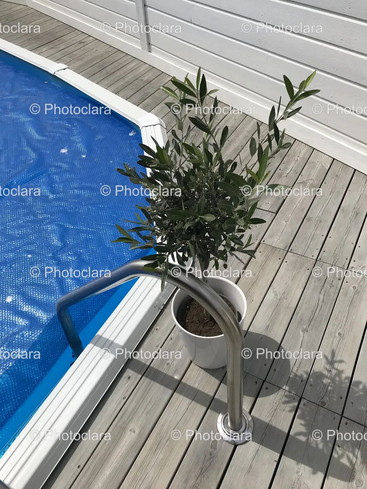 Pot-Plant-by-the-Swimming-Pool.jpg