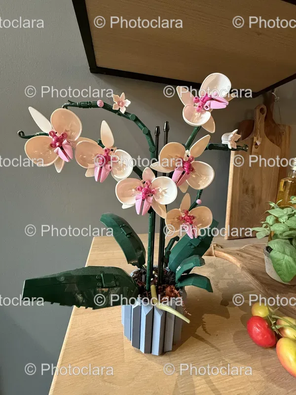 Potted Plants