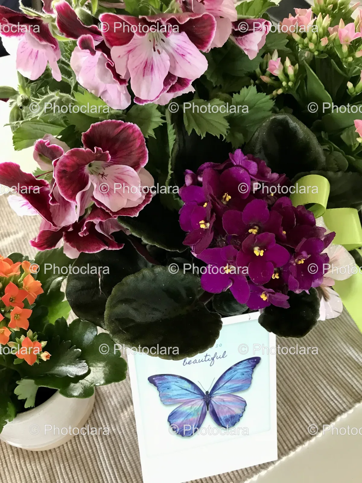 beautiful-butterfly-on-potted-flowers.jpg