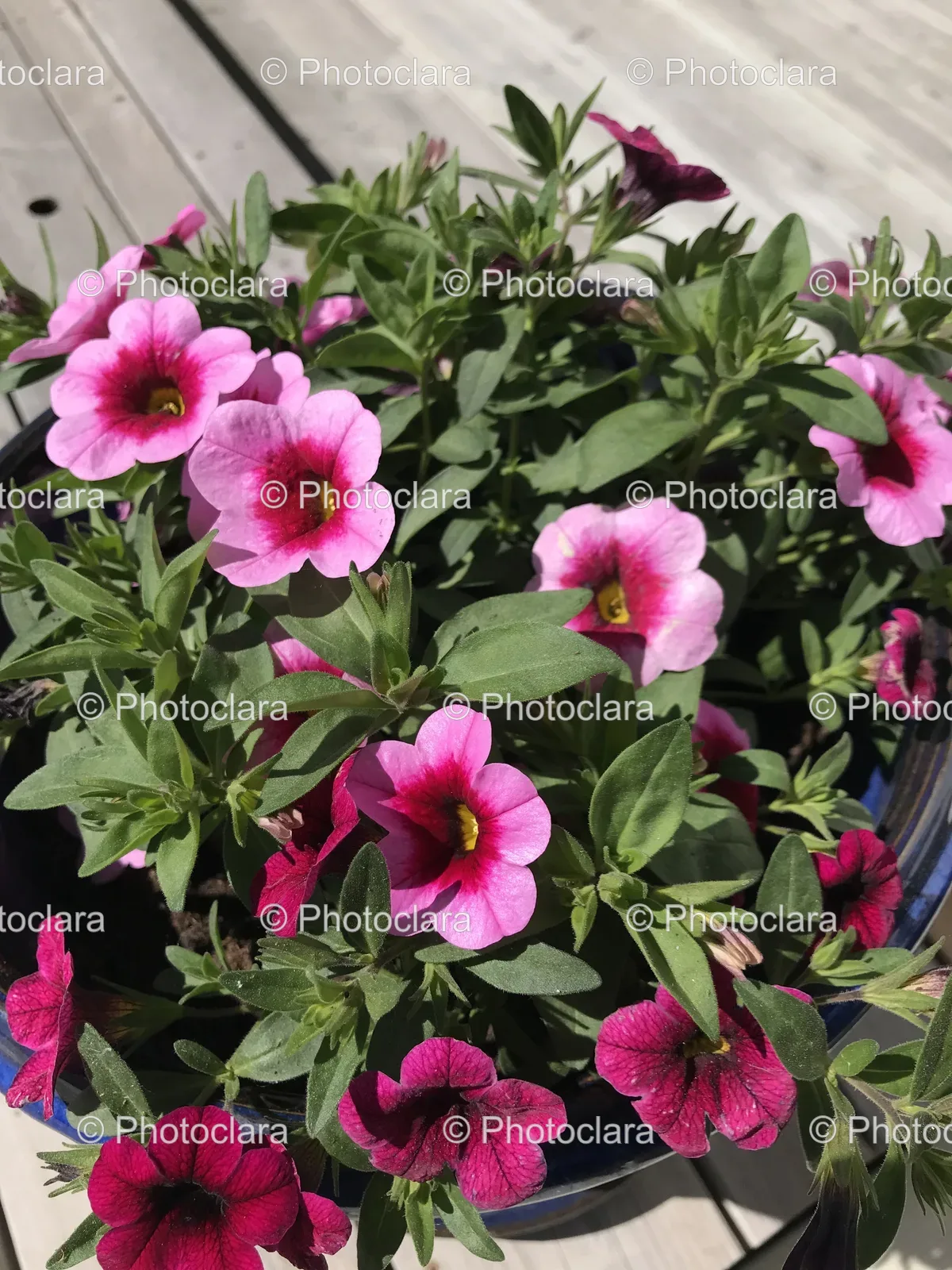 blooming-pink-flowers-potted-plant.jpg