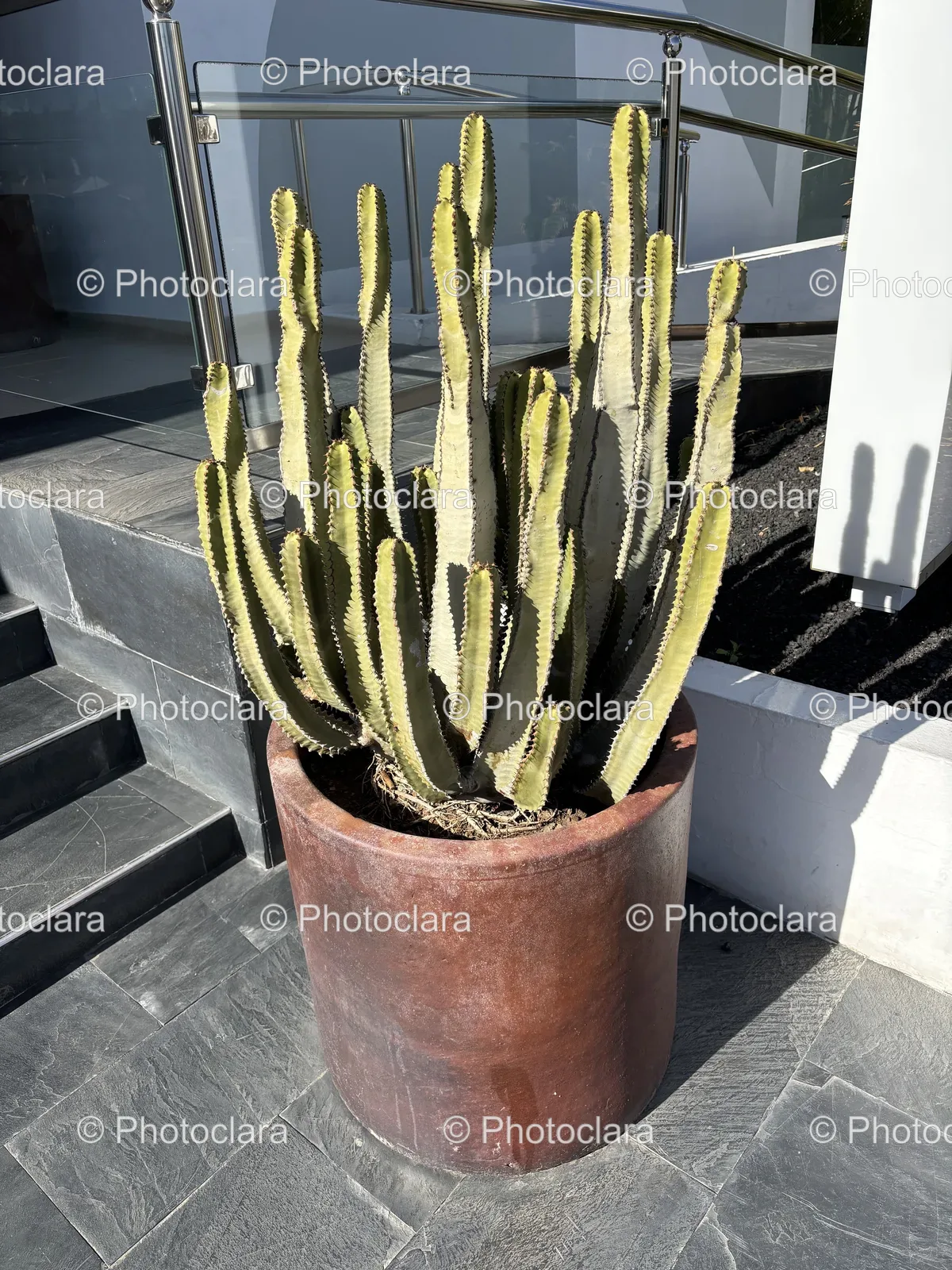 Cactus-in-a-Flowerpot.jpg