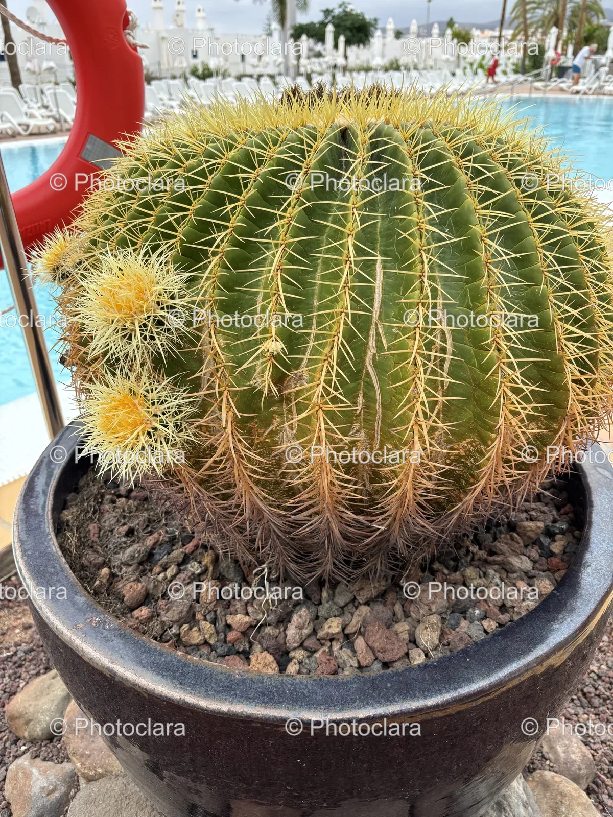 Cactus-in-a-Pot.jpg
