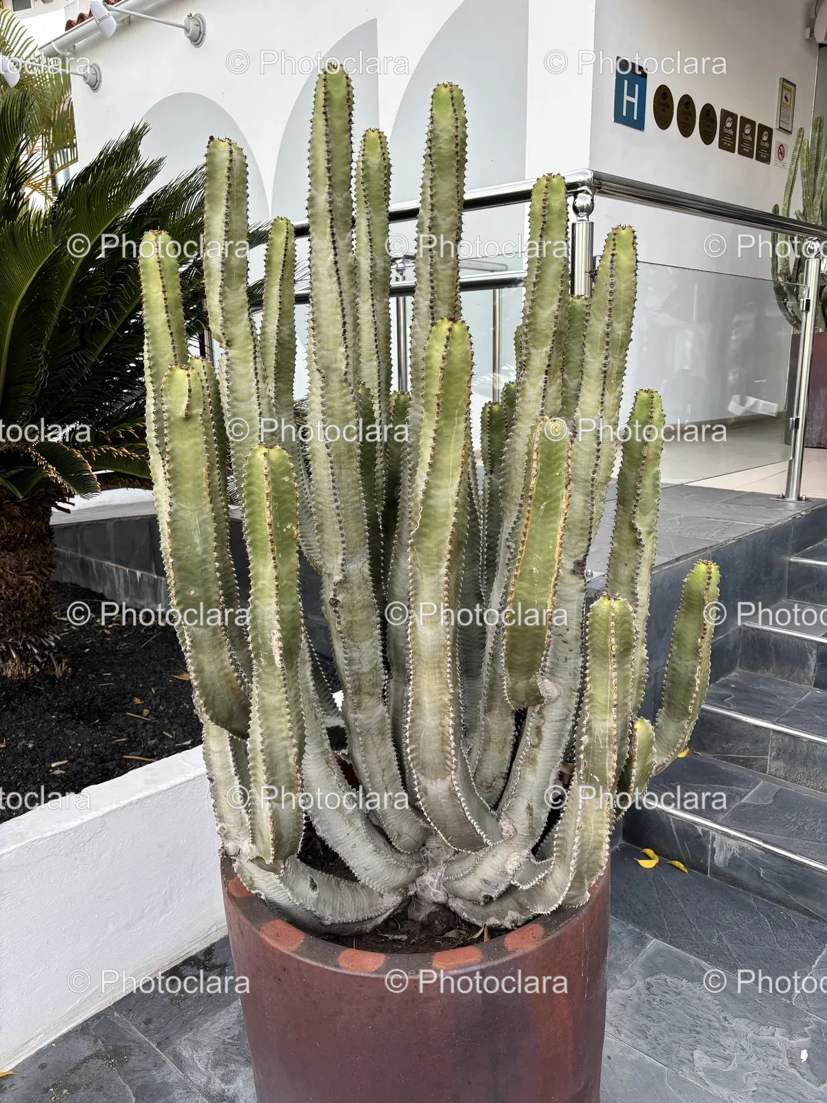 Captivating-Cactus-in-a-Pot.jpg