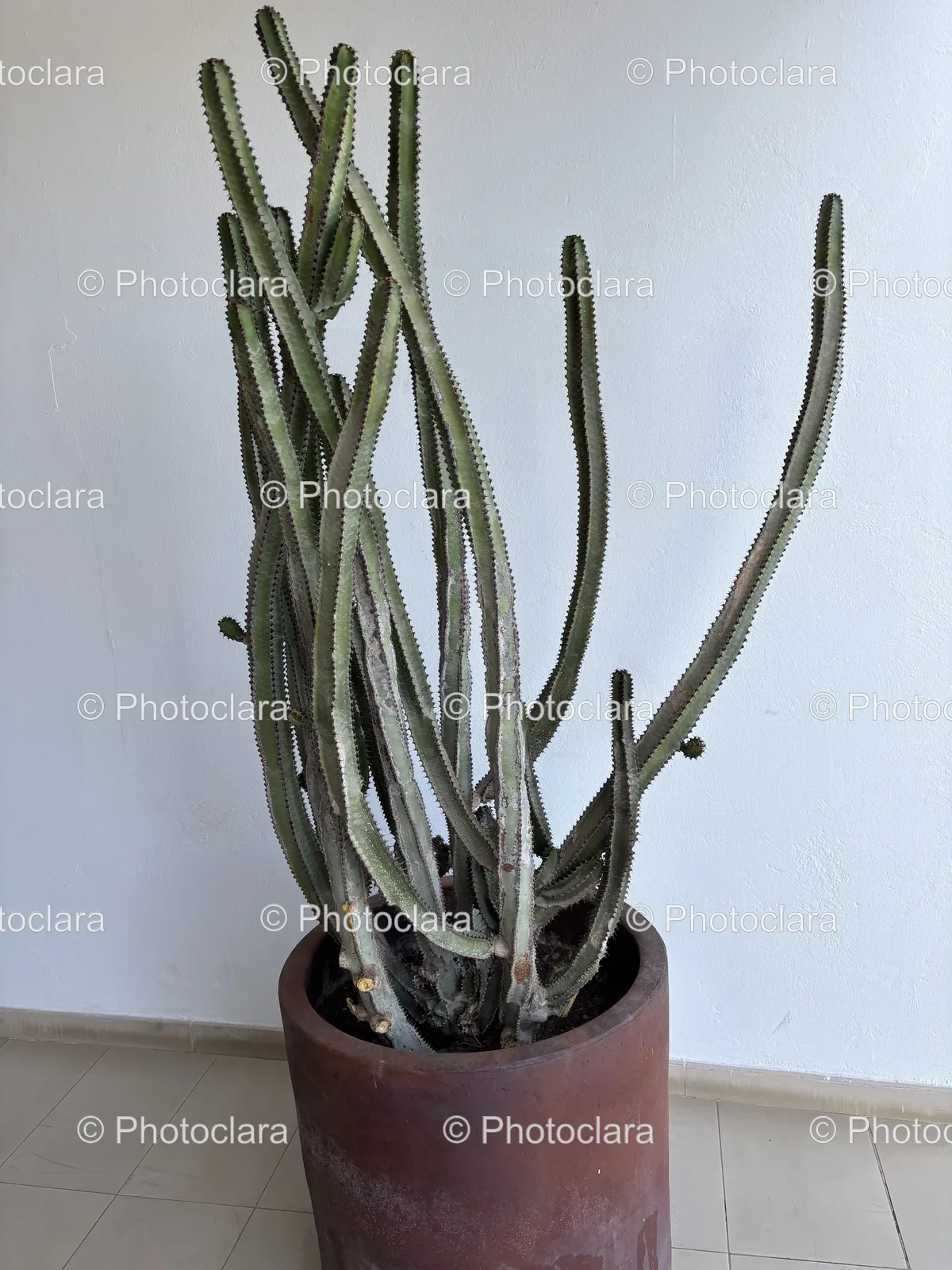 Charming-Cactus-Houseplant.jpg