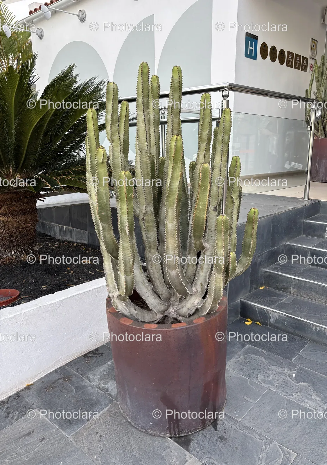 Charming-Cactus-in-Clay-Pot.jpg