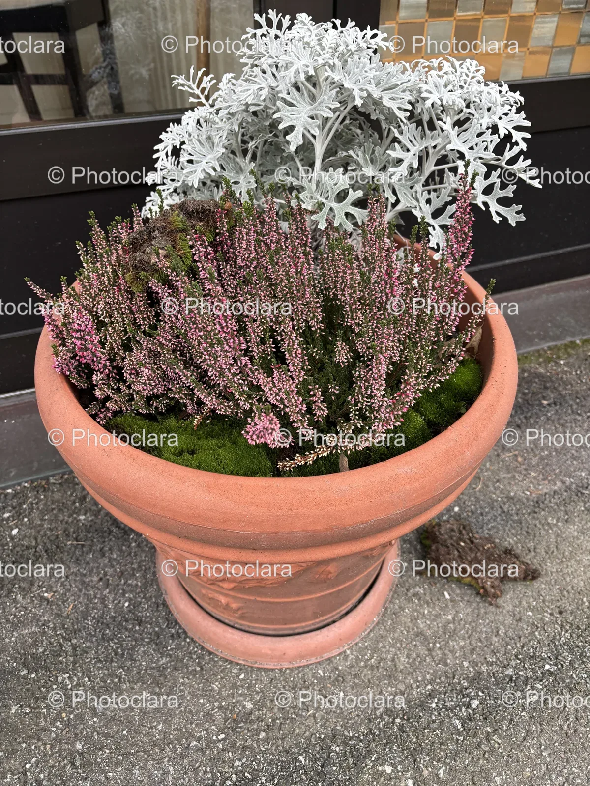 Charming-Potted-Plant-with-Pink-Flowers.jpg