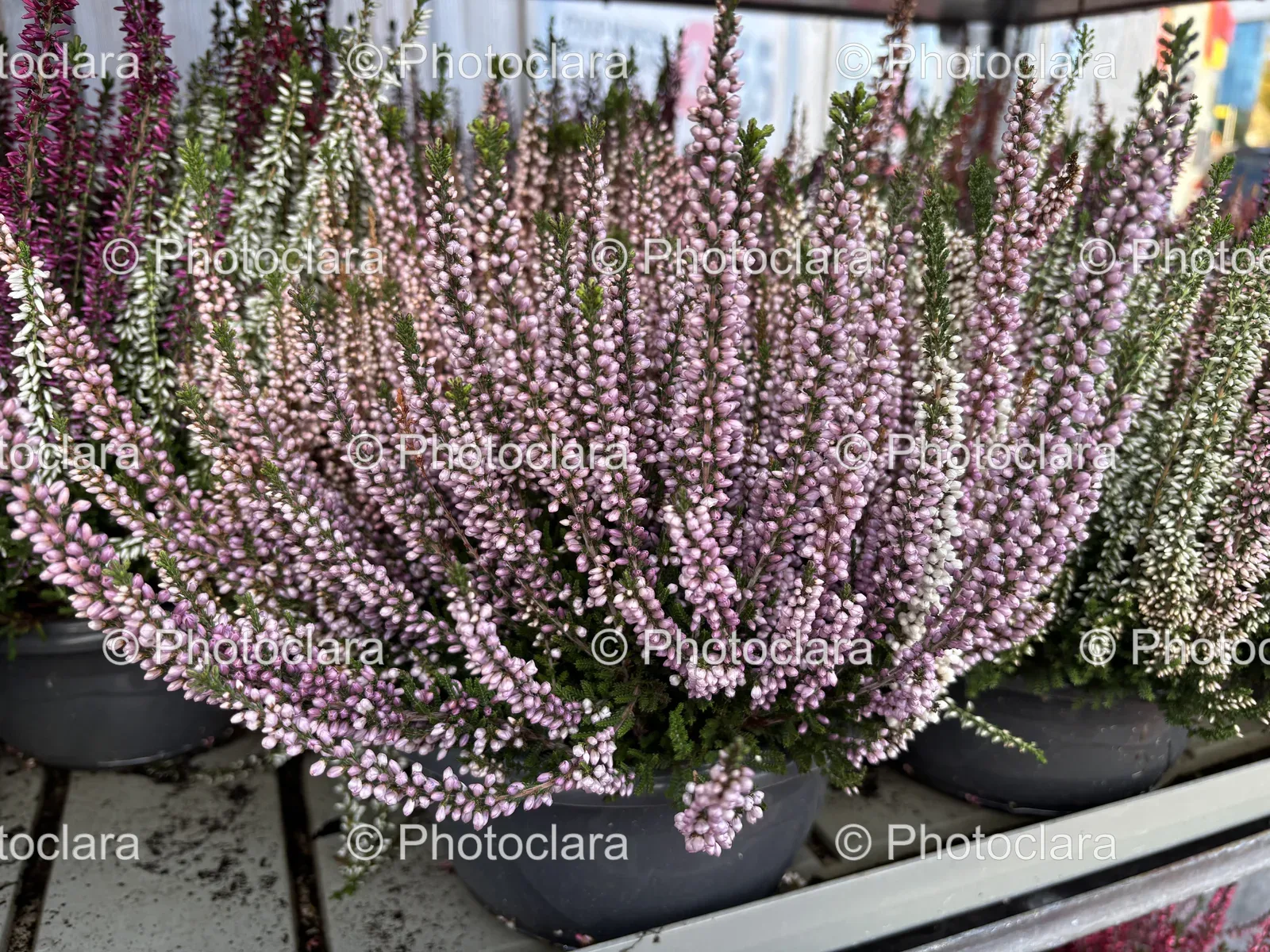 Charming-Purple-Flowers-In-A-Pot.jpg