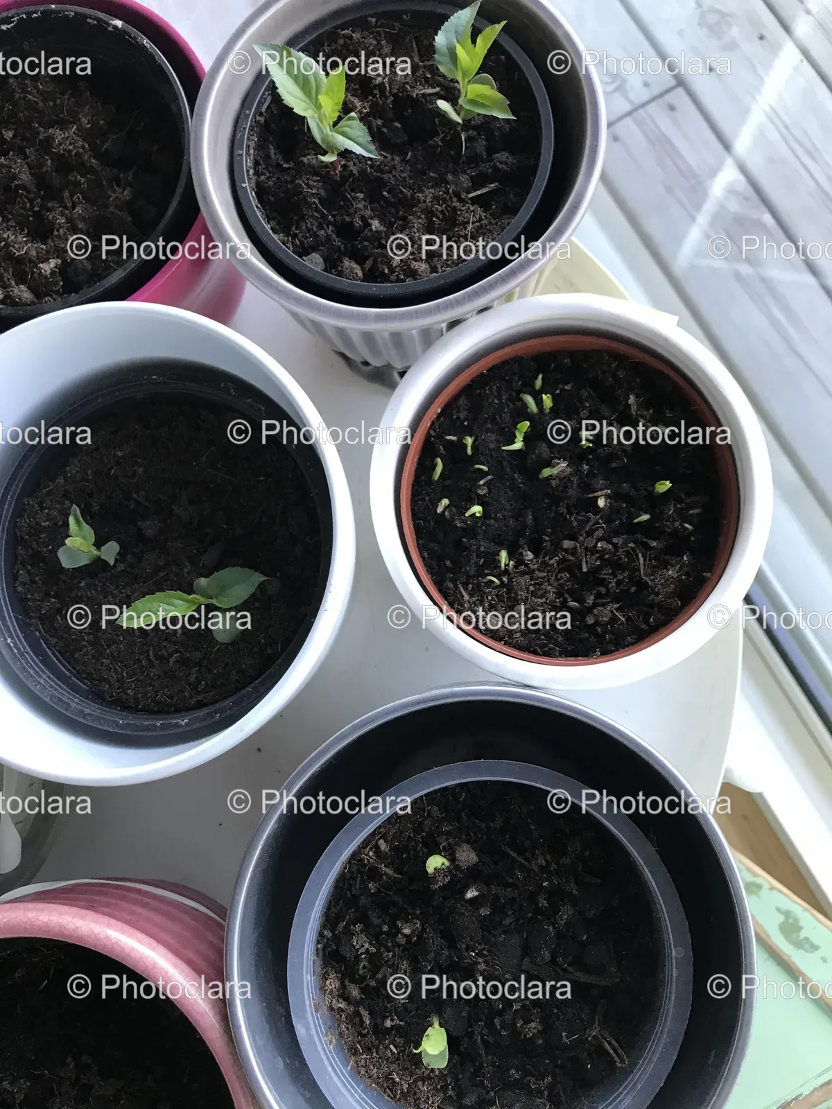 Cluster-of-Garden-Pots-with-Soil-and-Plants.jpg
