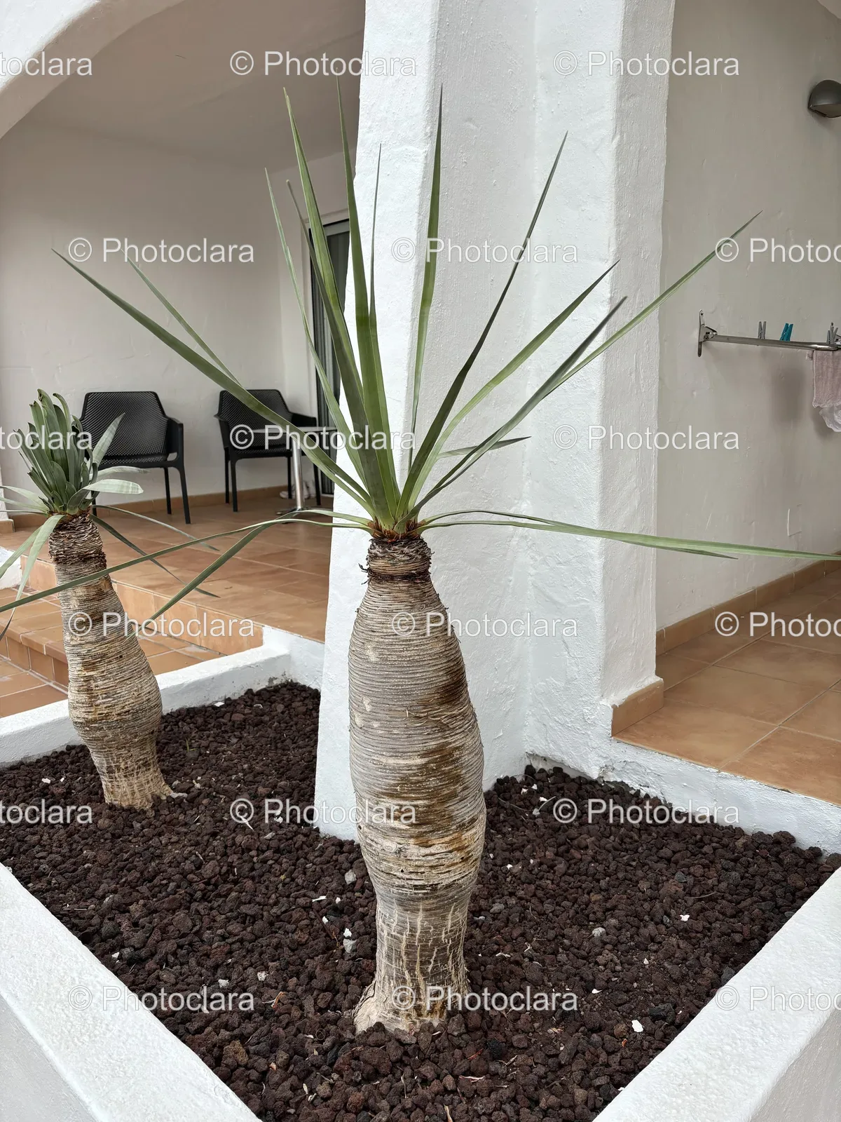 Elegant-Indoor-Potted-Plant.jpg