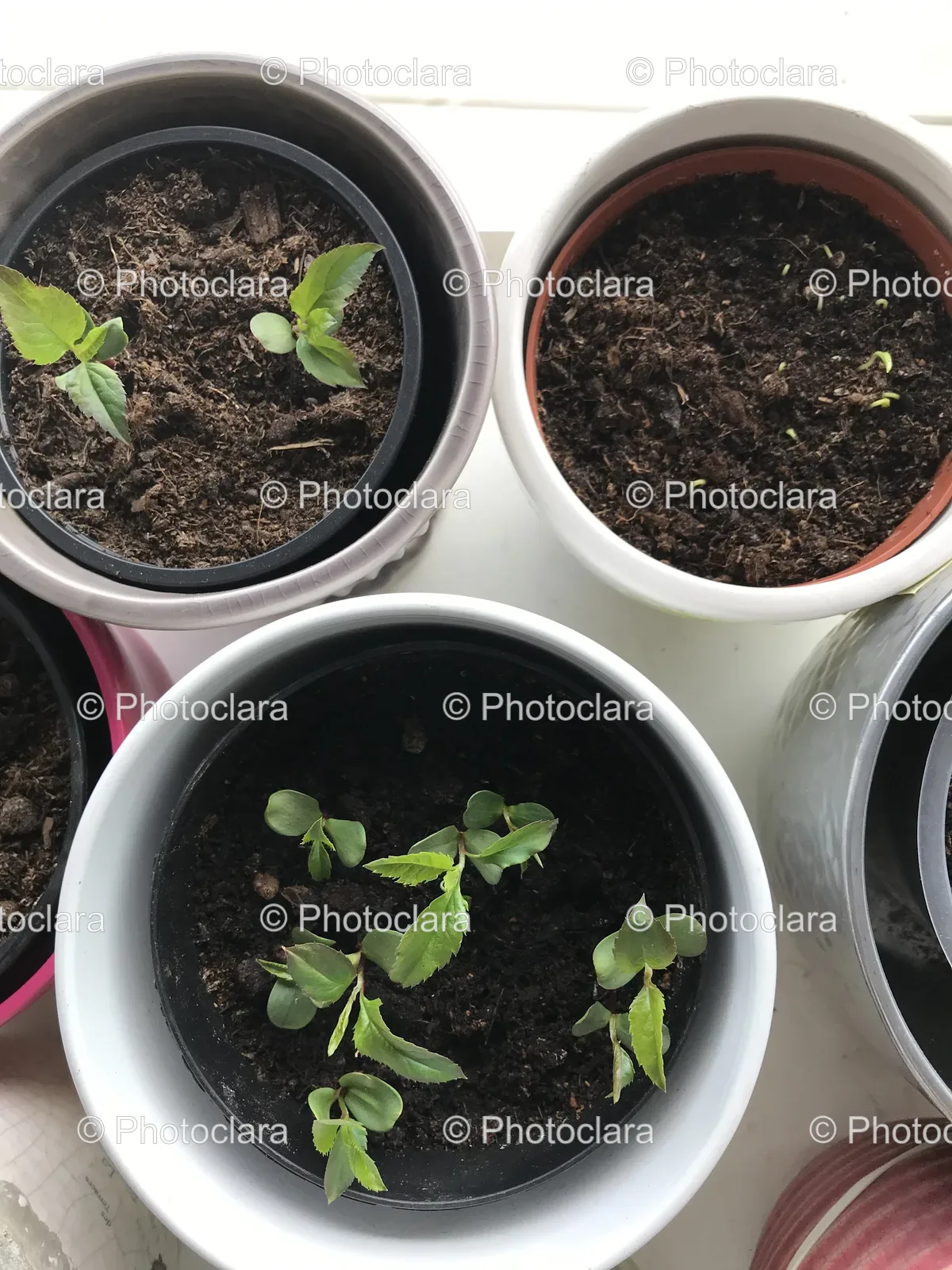 group-of-potted-plants-on-terrace.jpg