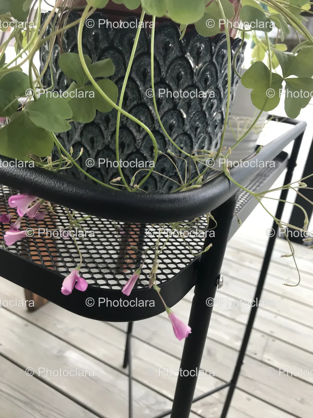 houseplant-on-a-table.jpg