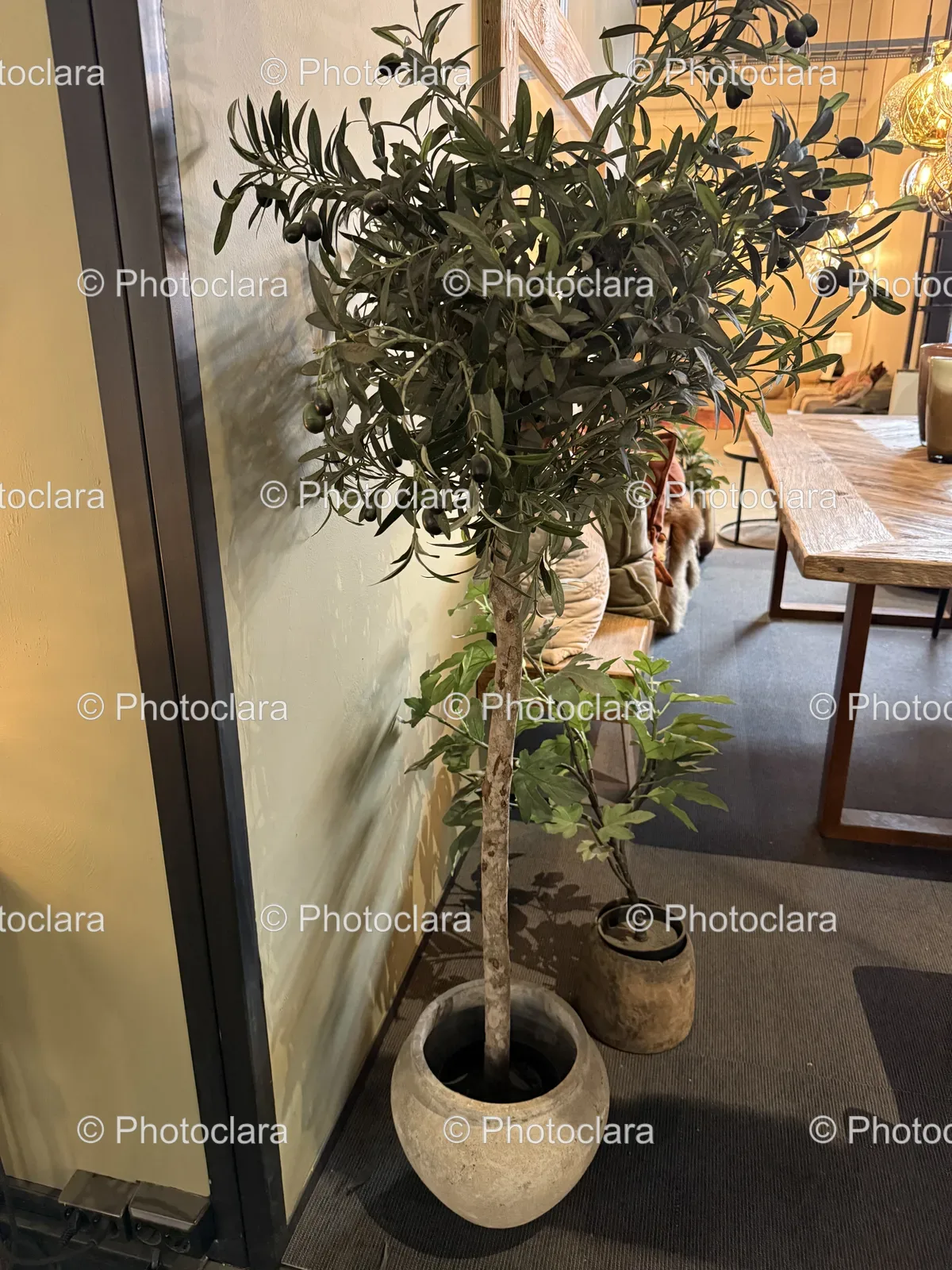 Indoor-Potted-Tree.jpg