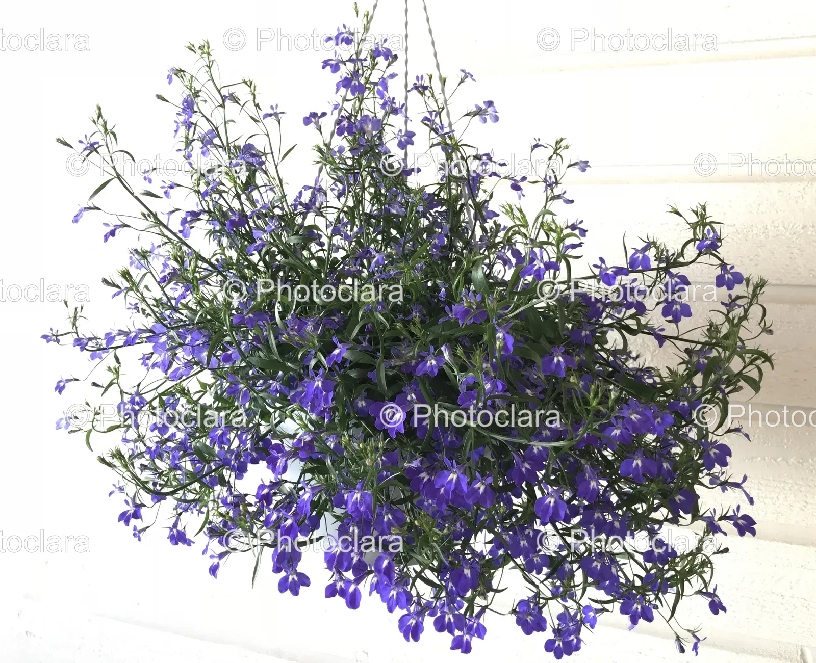 lavender-flowers-in-pot.jpg