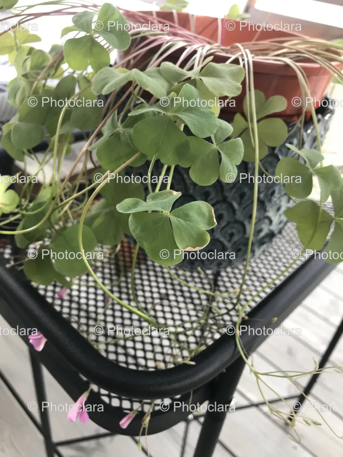 lush-four-leaf-clovers-in-flowerpot.jpg