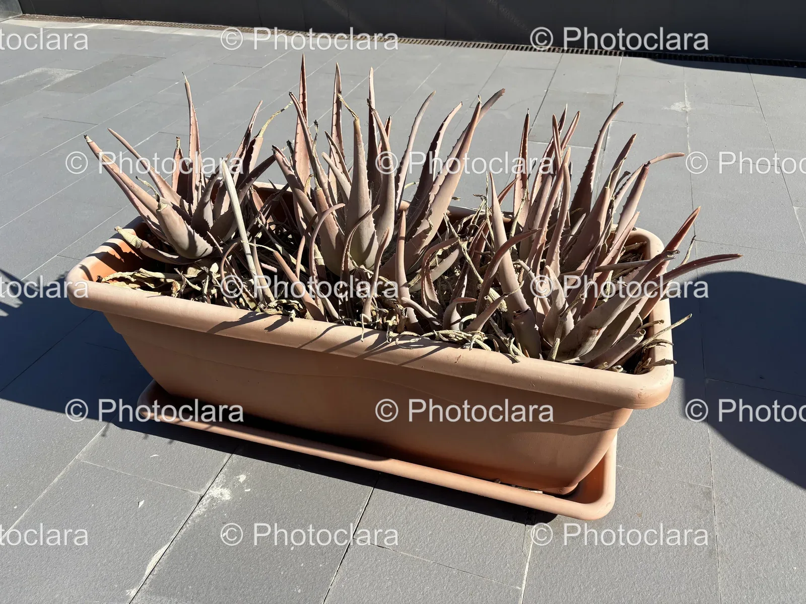 Outdoor-Potted-Plant-Alongside-Road.jpg