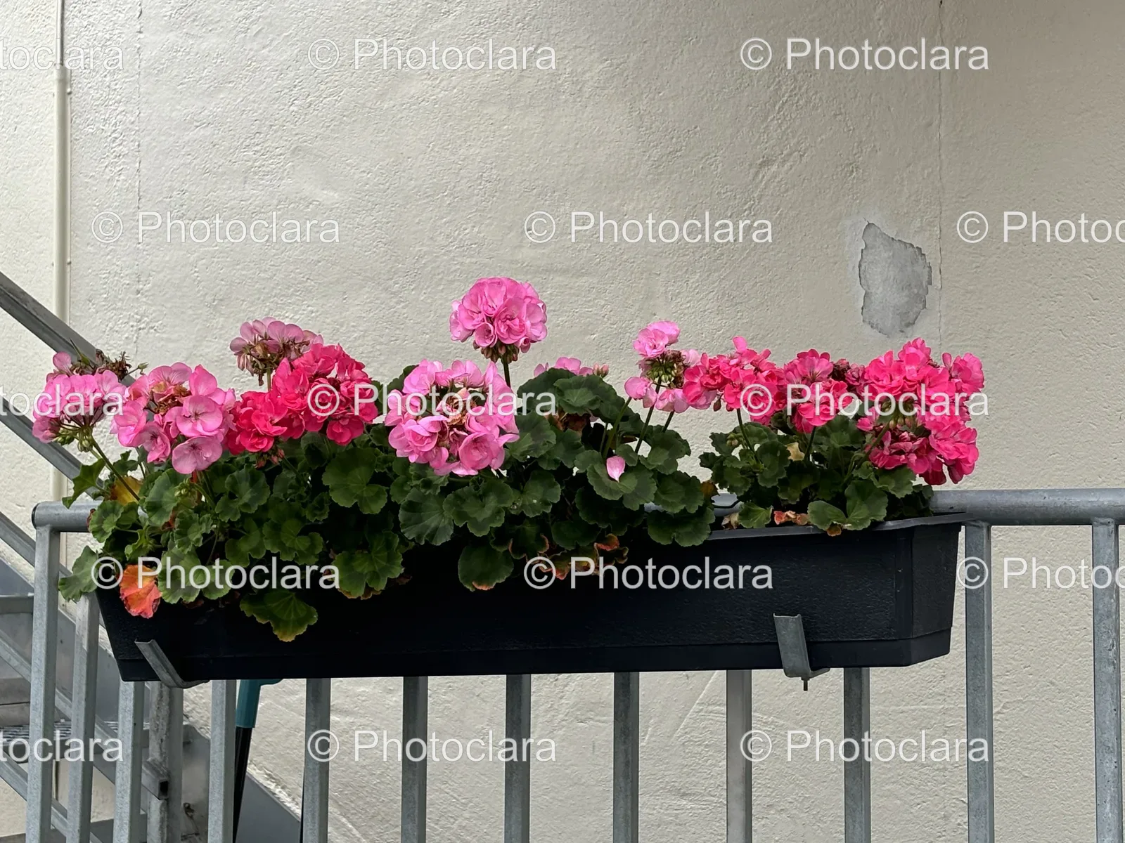 Pink-Flowers-in-a-Planter-Box.jpg