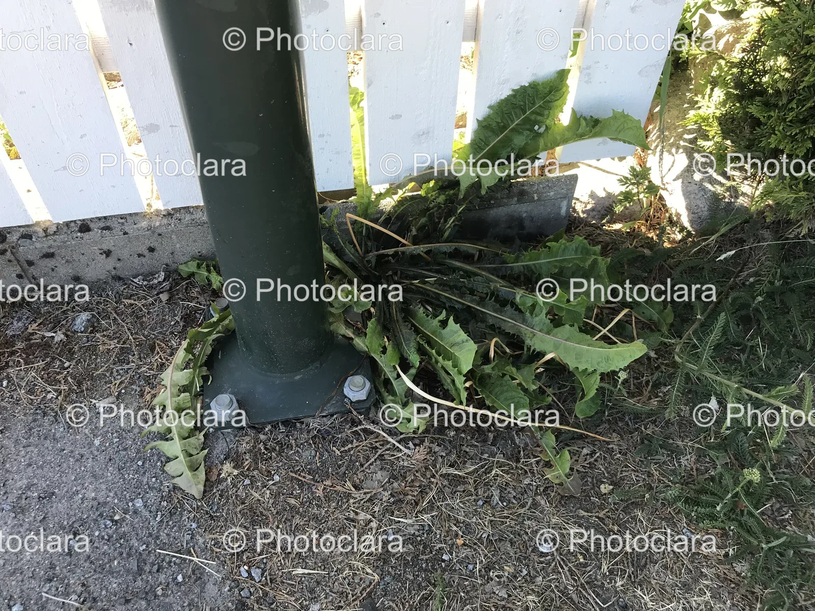 plant-growing-by-white-fence.jpg