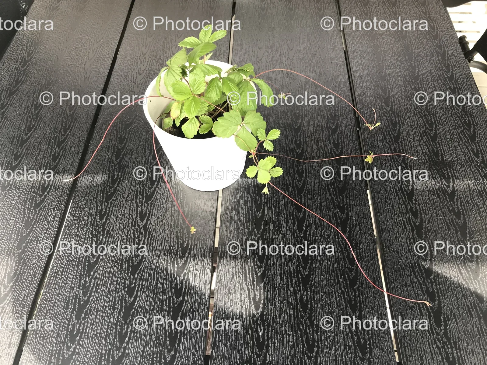 Potted-Houseplant-on-Sidewalk.jpg