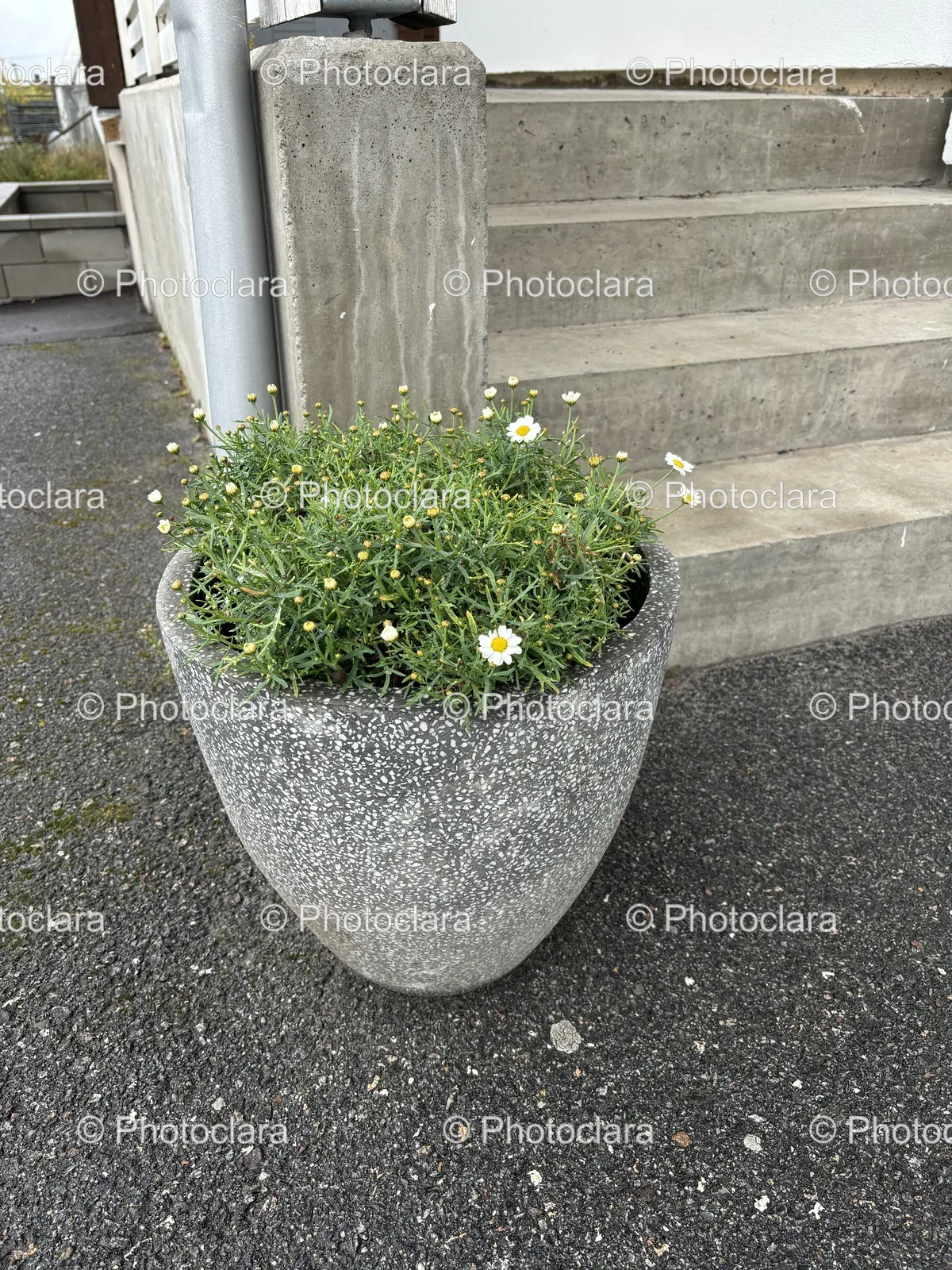 potted-plant-by-the-curb.jpg