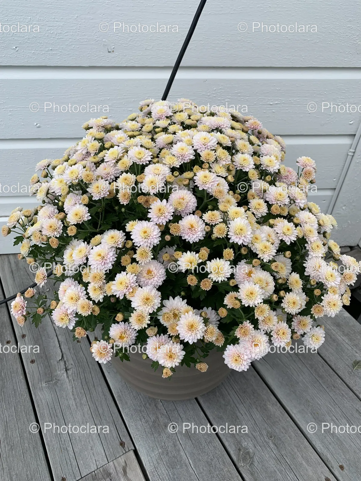 Potted-Plant-With-White-Flowers.jpg
