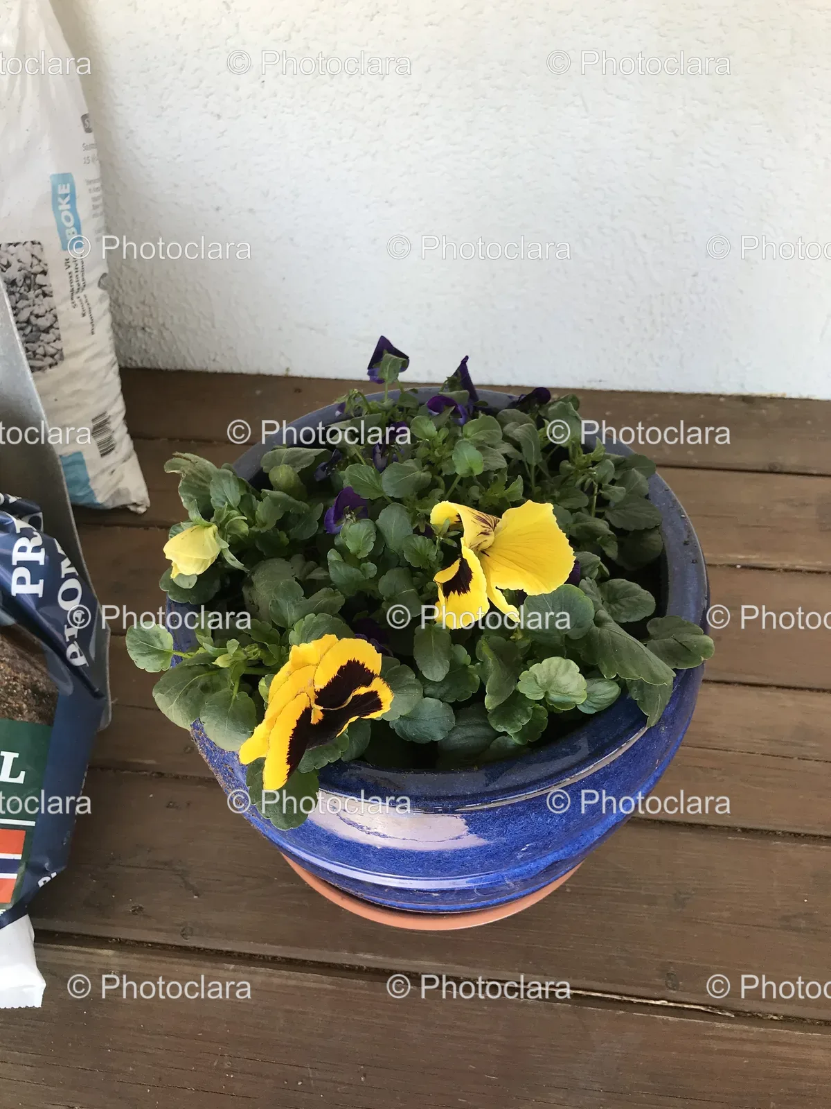 Potted-Yellow-Flowers.jpg