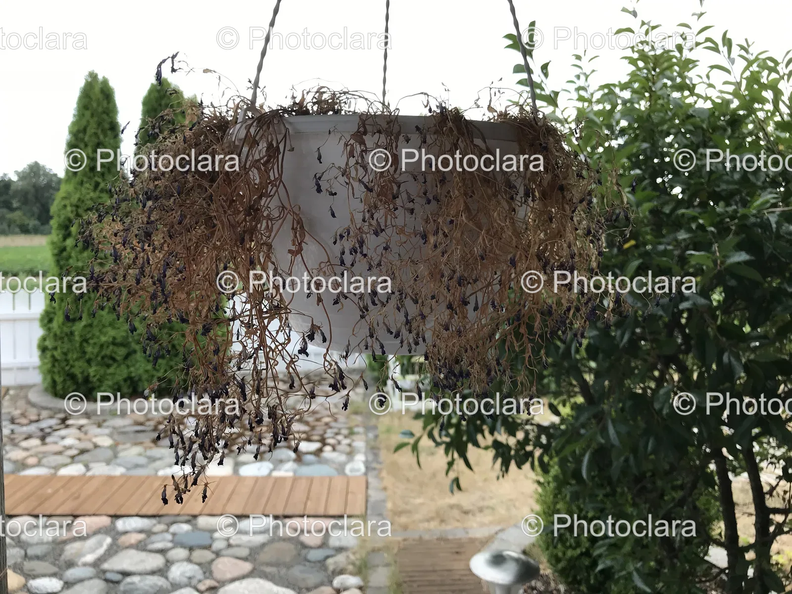 Serene-Potted-Plant.jpg