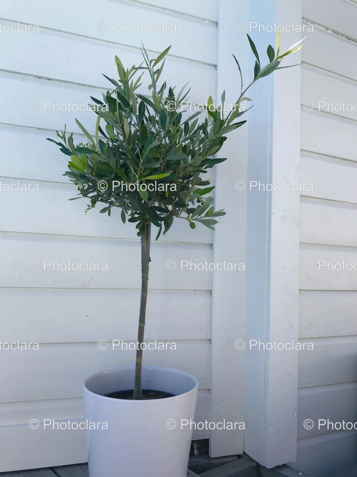 tree-in-a-pot.jpg