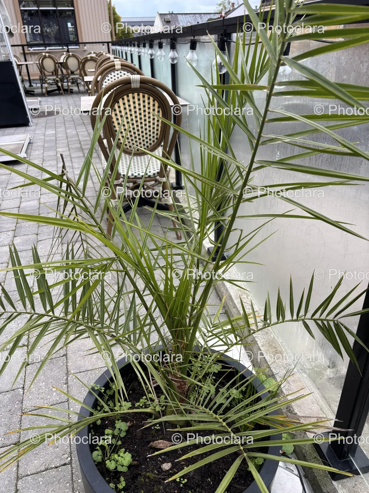 vibrant-green-houseplant-in-stylish-pot.jpg