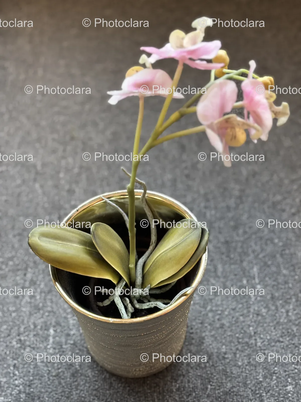 Vibrant-Orchid-in-Elegant-Flowerpot.jpg