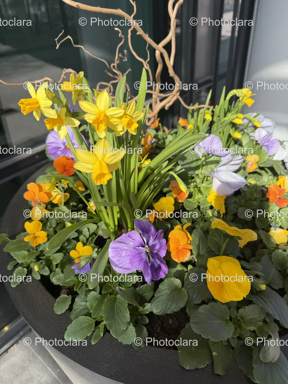 vibrant-potted-floral-arrangement.jpg