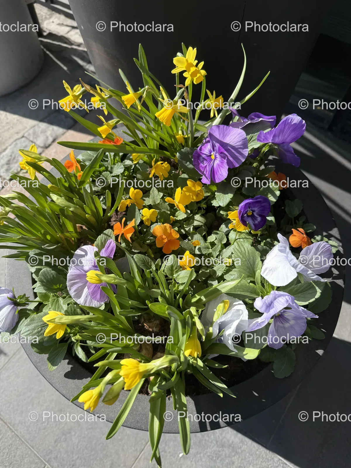 Vibrant-Potted-Plant-Colorful-Blooms.jpg