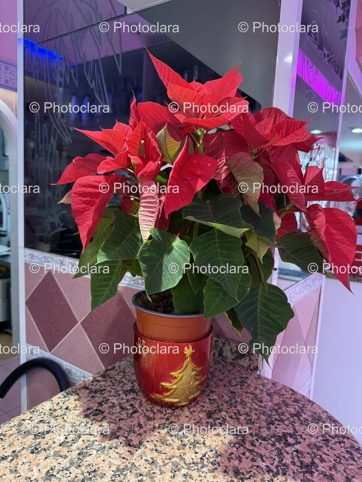 Vibrant-Red-Leaved-Potted-Plant.jpg