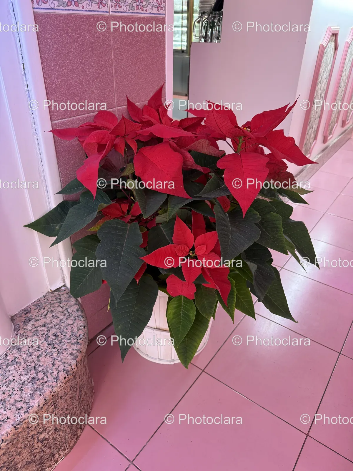 Vibrant-Red-Poinsettia-in-Decorative-Pot.jpg