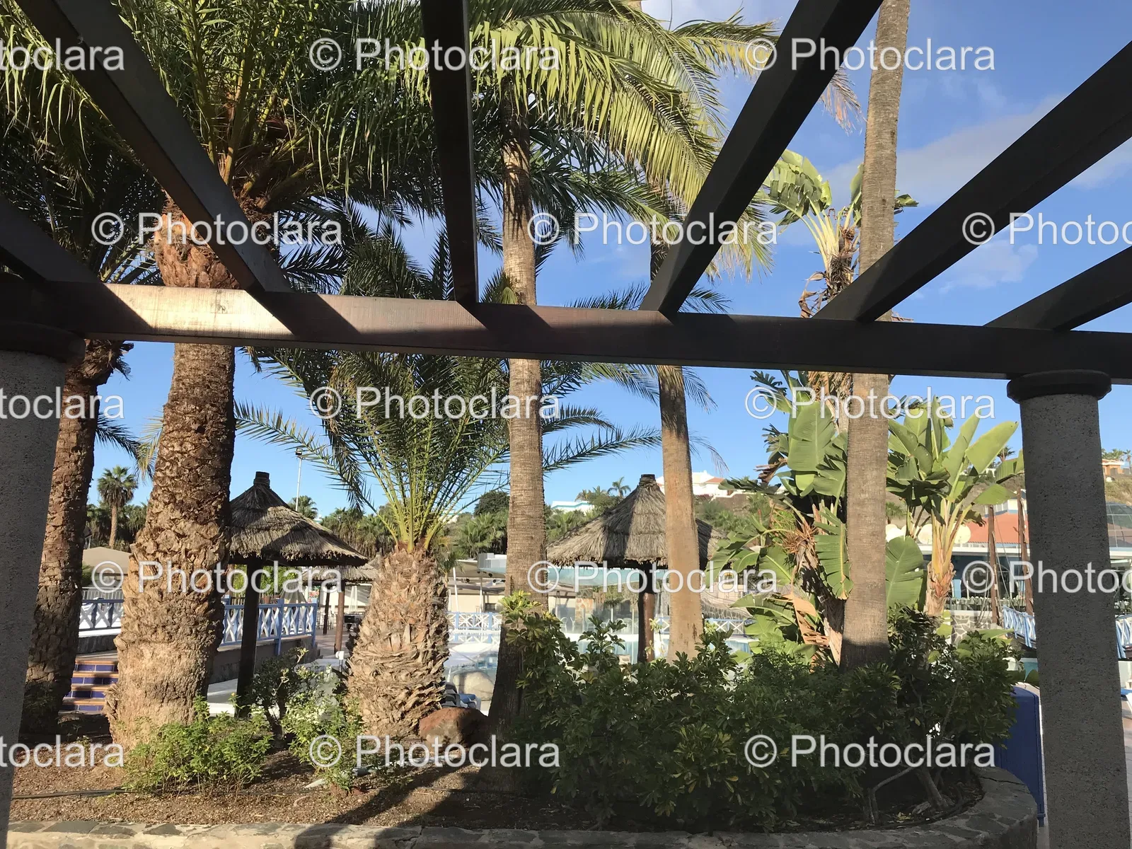 Palm-Trees-and-Wooden-Structure.jpg