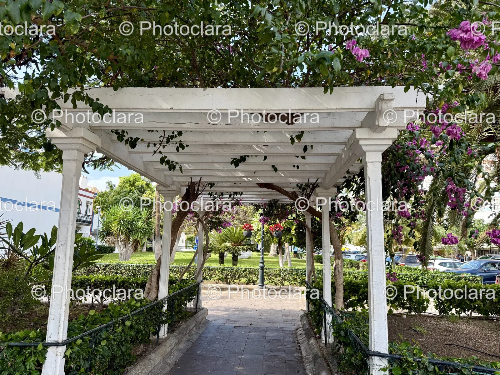 serene-white-pergola-under-lush-tree.jpg